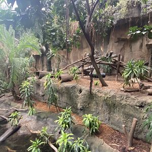 Lied Jungle - Spotted-Necked Otter Exhibit