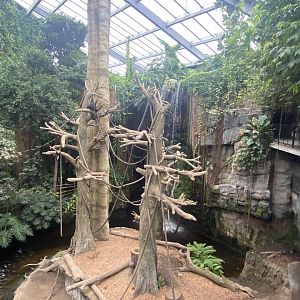 Lied Jungle - Black-Headed Spider Monkey/Malayan Tapir Exhibit