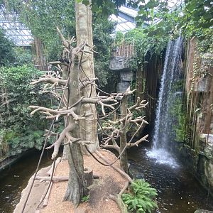 Lied Jungle - Brown-Headed Spider Monkey/Malayan Tapir