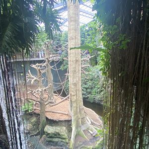 Lied Jungle - Brown-Headed Spider Monkey/Malayan Tapir Exhibit