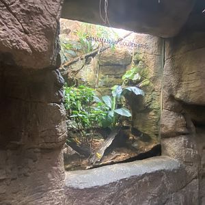 Lied Jungle - Panamanian Gold Frog Terrarium