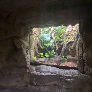 Lied Jungle - Collard Tree Lizard/Smooth Sided Toad Terrarium