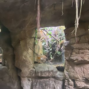 Lied Jungle - Smoky Jungle Frog Terrarium