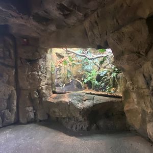 Lied Jungle - Green Basilisk/Smokey Jungle Frog Terrarium