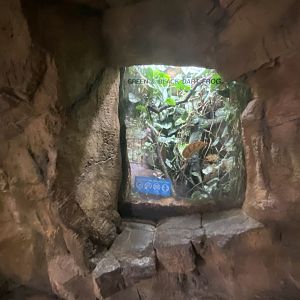 Lied Jungle - Green & Black Poison Dart Frog Terrarium