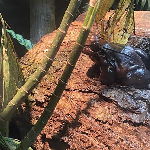 Smokey Jungle Frog