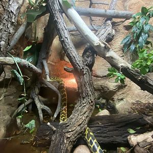 Lied Jungle - Yellow Anaconda Terrarium