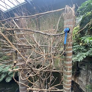 Lied Jungle - Blue & Gold Macaw Perch