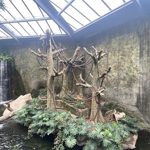 Lied Jungle - Red-Backed Bearded Saki/Common Squirrel Monkey/Lowland Paca Exhibit