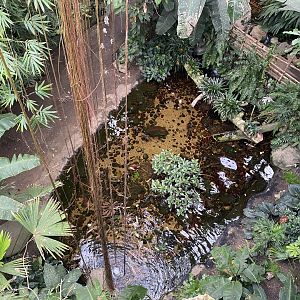 Lied Jungle - Spotted Amazon Stingray Pond