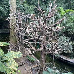 Lied Jungle - White-Handed Gibbon/Indian Crested Porcupine Exhibit
