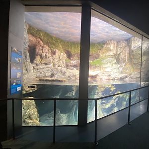 Scott Aquarium - Atlantic Puffin/Tufted Puffin/Common Murre Exhibit