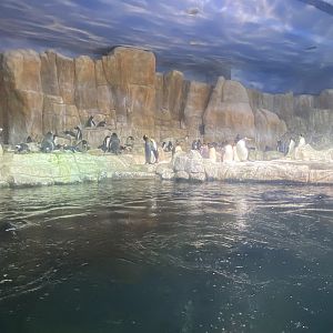 Scott Aquarium - King Penguin/Gentoo Penguin/Southern Rockhopper Penguin Exhibit