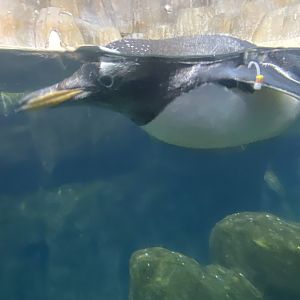Gentoo Penguin