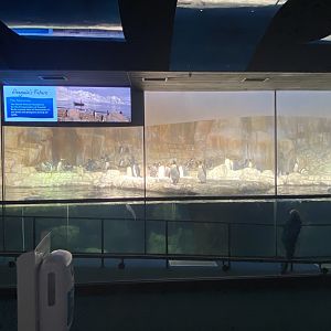 Scott Aquarium - King Penguin/Gentoo Penguin/Southern Rockhopper Penguin Exhibit