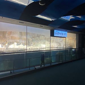 Scott Aquarium - King Penguin/Gentoo Penguin/Southern Rockhopper Penguin Exhibit
