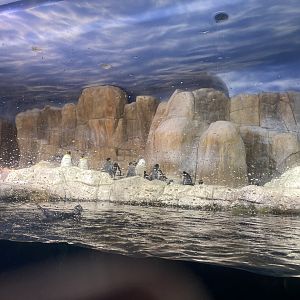 Scott Aquarium - King Penguin/Gentoo Penguin/Southern Rockhopper Penguin Exhibit