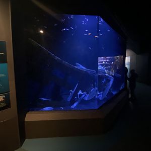 Scott Aquarium - Japanese Spider Crab Tank