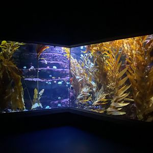 Scott Aquarium - Kelp-Coral Reef Tank