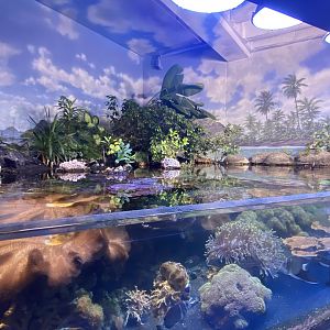 Scott Aquarium - Mangrove Tank