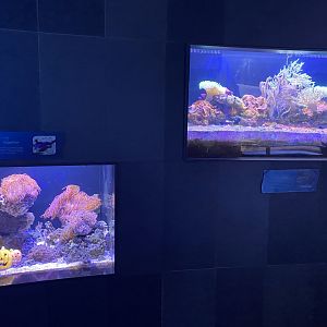 Scott Aquarium - Small Coral Tanks