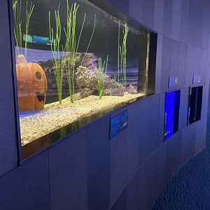 Scott Aquarium - Small Tanks