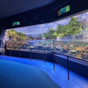 Scott Aquarium - Mangrove Tank