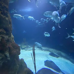 Scott Aquarium - Main Tank