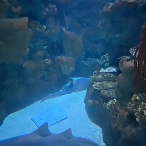 Scott Aquarium - Main Tank