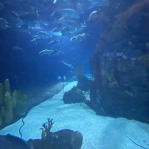 Scott Aquarium - Main Tank