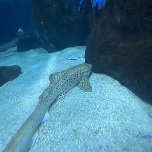 Scott Aquarium - Main Tank