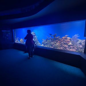 Scott Aquarium - Coral Reef Tank #1