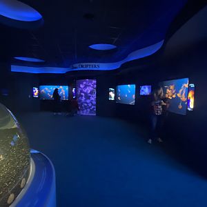 Scott Aquarium - Jellyfish room