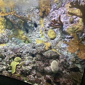 Scott Aquarium - Pacific Giant Octopus Tank