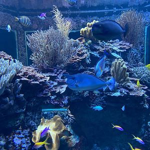 Scott Aquarium - Coral Reef Tank #2