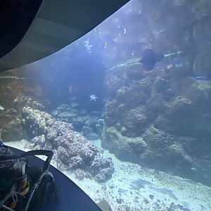 Scott Aquarium - Gulf of Mexico Tank