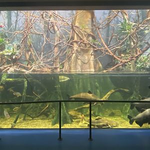 Scott Aquarium - Amazon River Tank