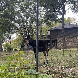 Okapi