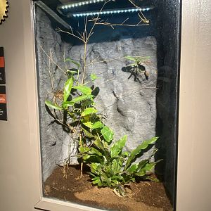 Butterfly & Insect Pavilion - Yellow Garden Spider Terrarium