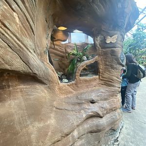 Butterfly & Insect Pavilion - Hercules Bettle & Mexican Flame-Legged Tarantula Terrarium