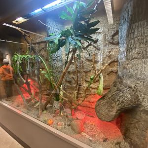 Butterfly & Insect Pavilion - Eastern lumber Grasshopper Exhibit