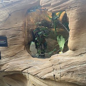 Butterfly & Insect Pavilion - Bush Cricket Terrarium