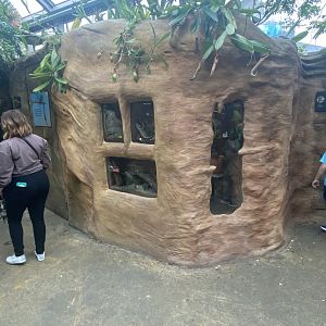 Butterfly & Insect Pavilion - Assorted Terrarium