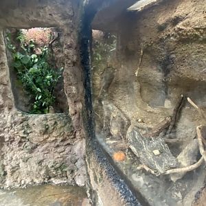 Butterfly & Insect Pavilion - Dragon Headed Katydid & Black beauty  Walkingstick