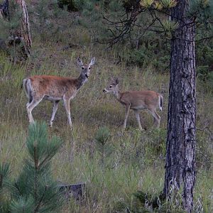 9/7/2021 - White-tailed Deer