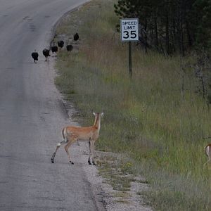 9/7/2021 - Yield to Turkeys