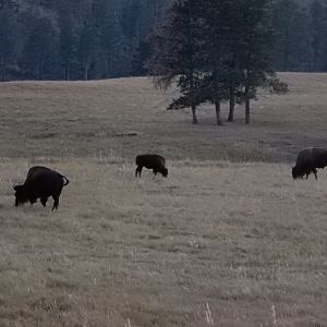 9/7/2021 - American Bison