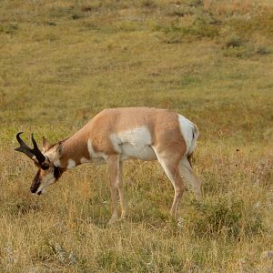9/9/2021 - Pronghorn Grazing