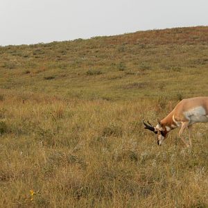 9/9/2021 - Alone on the Prairie