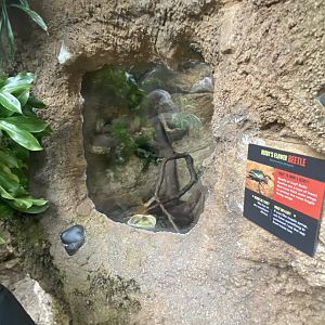 Butterfly & Insect Pavilion - Derby’s Flower Beetle Terrarium